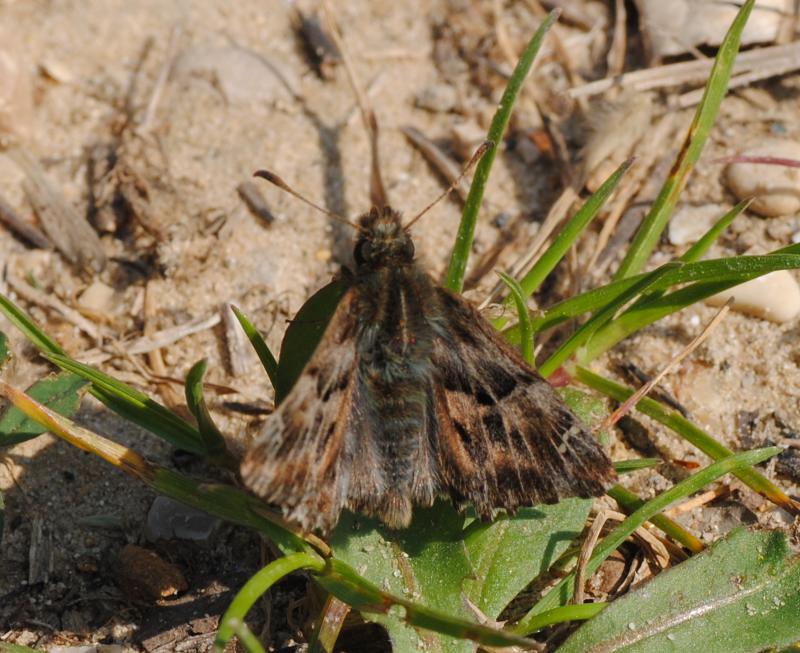 Id. Hesperiidae - Carcharodus alceae